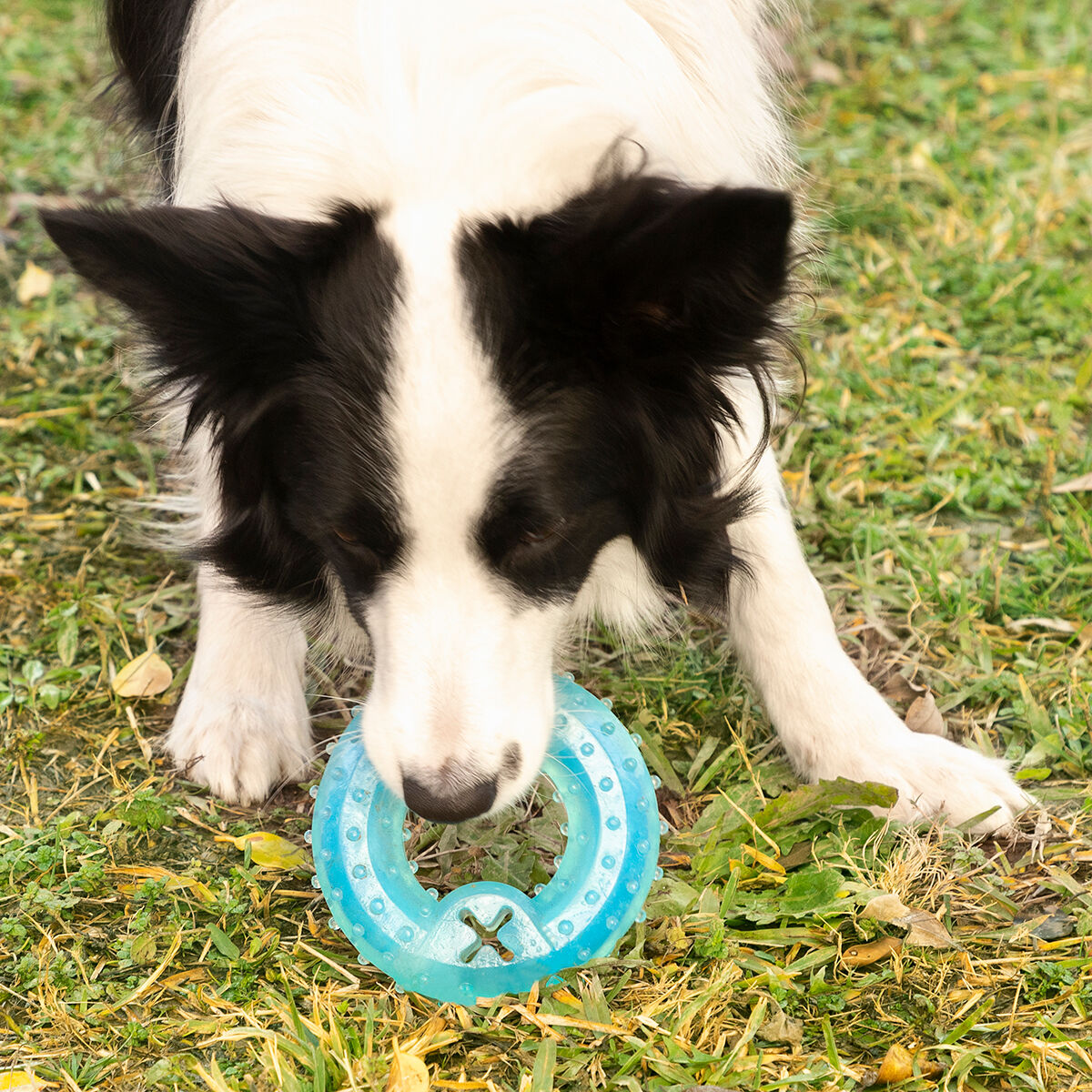 2-in-1 Freezable Pet Chew Toy Glubiz InnovaGoods