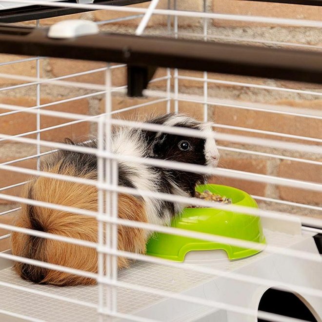 Cage Ferplast Plastic Metal/Plastic Cage Ferplast Plastic Metal/Plastic