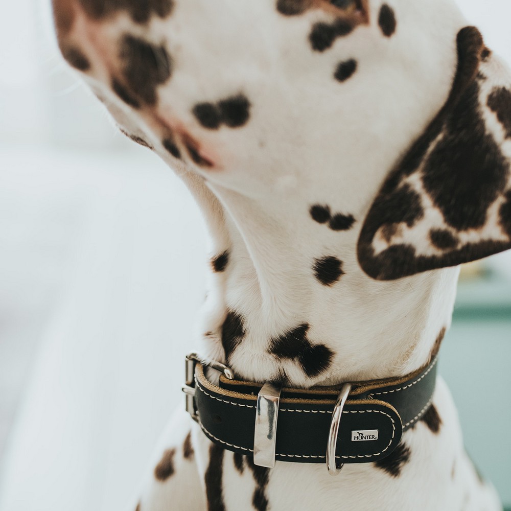 Dog collar Hunter Aalborg Black (28-34 cm)